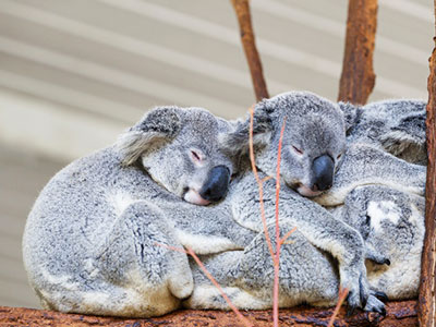 布里斯本5天3夜