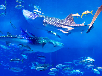 沖繩機加酒4天3夜